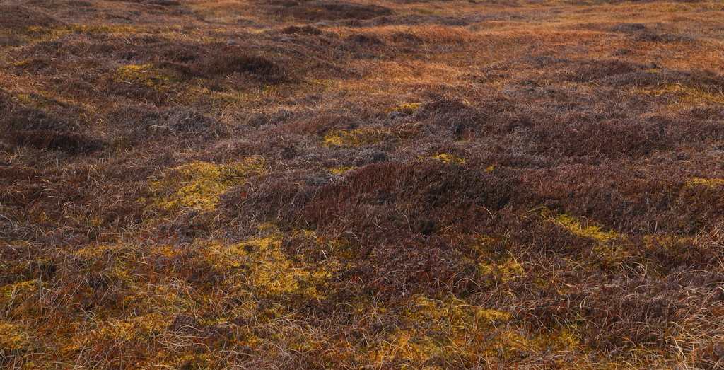Moorland Colours by lifeat60degrees
