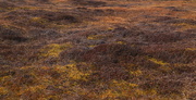 26th Mar 2018 - Moorland Colours