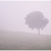 Tree in the fogg by kerenmcsweeney