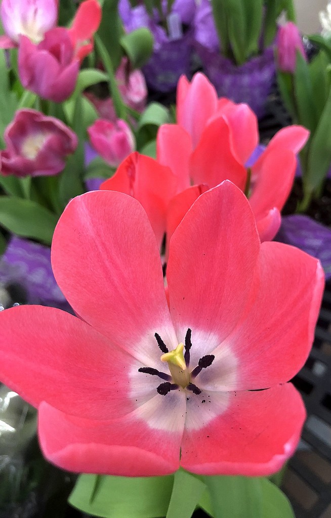Spring tulips by homeschoolmom