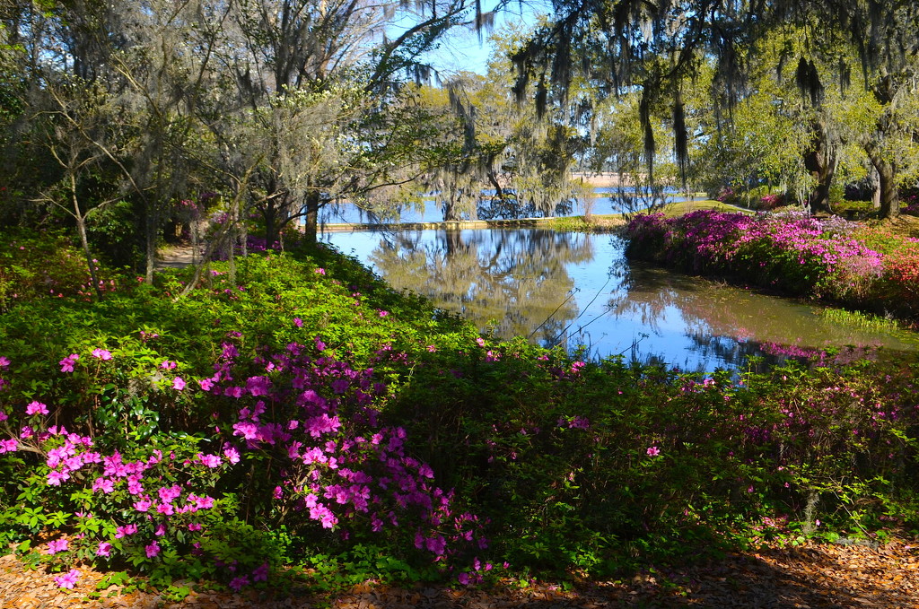 Middleton Place Plantation and Gardens, Charleston, SC by congaree