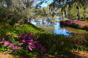27th Mar 2018 - Middleton Place Plantation and Gardens, Charleston, SC
