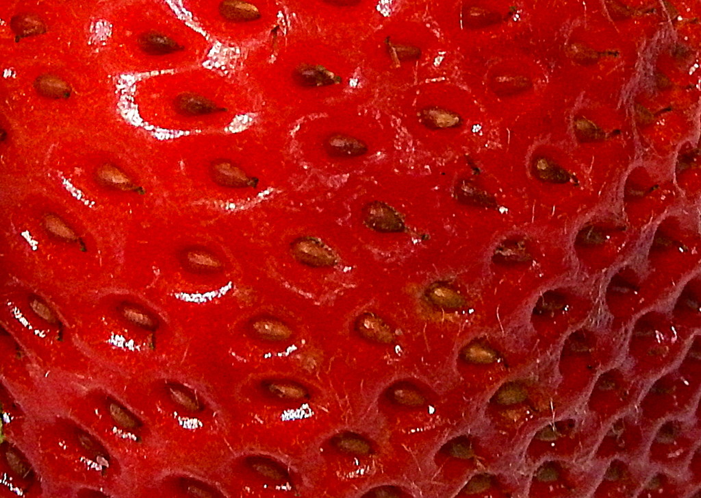 RED Strawberry by homeschoolmom