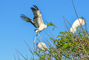 26th Mar 2018 - Wood stork nest