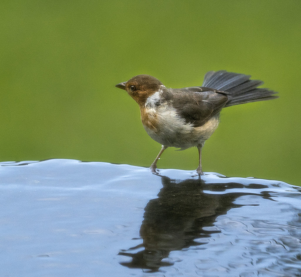 Bird At the Bath  by jgpittenger