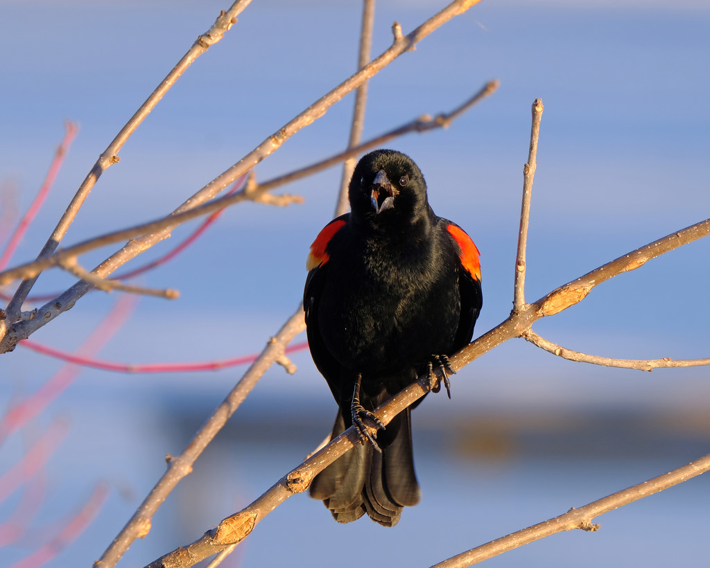 Red Wing Blackbird by tosee