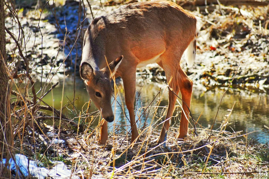 Oh Dear Deer! by yentlski