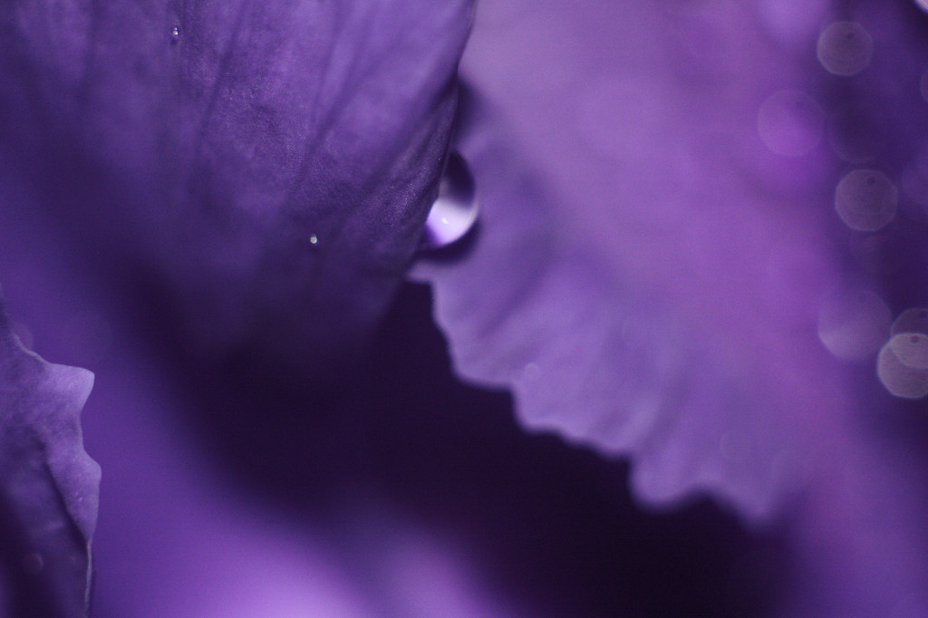 violet petals  by kali66