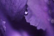 25th Mar 2018 - violet petals 