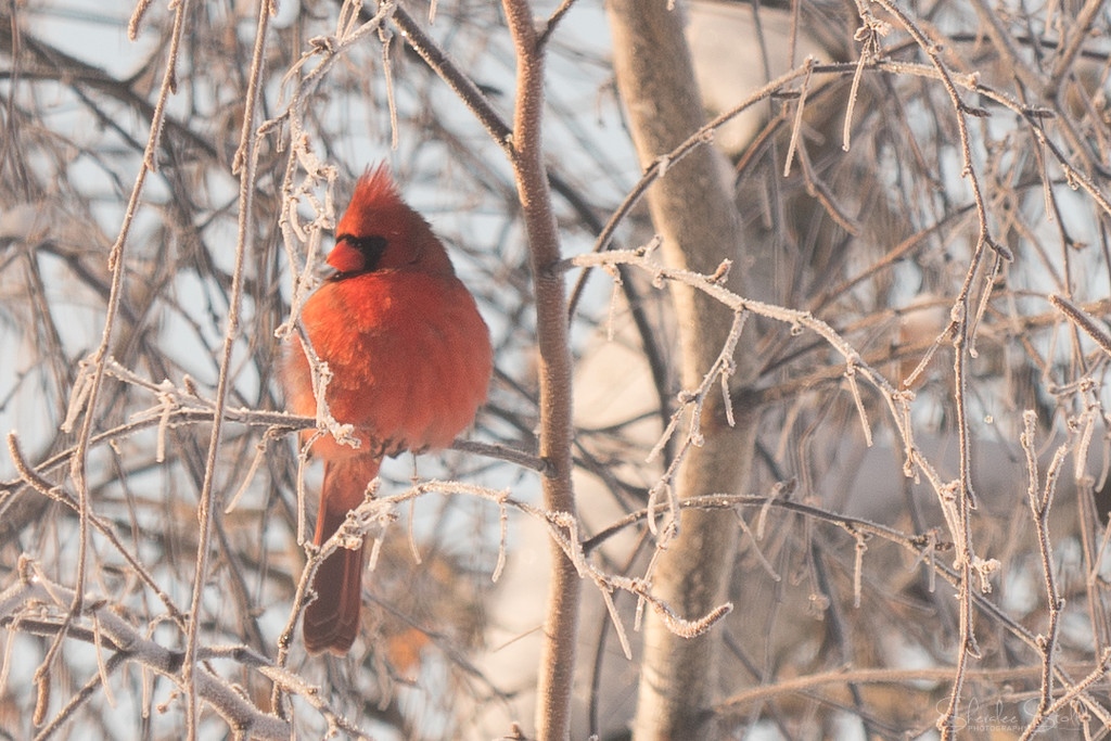 Frosty Cardinal by bella_ss