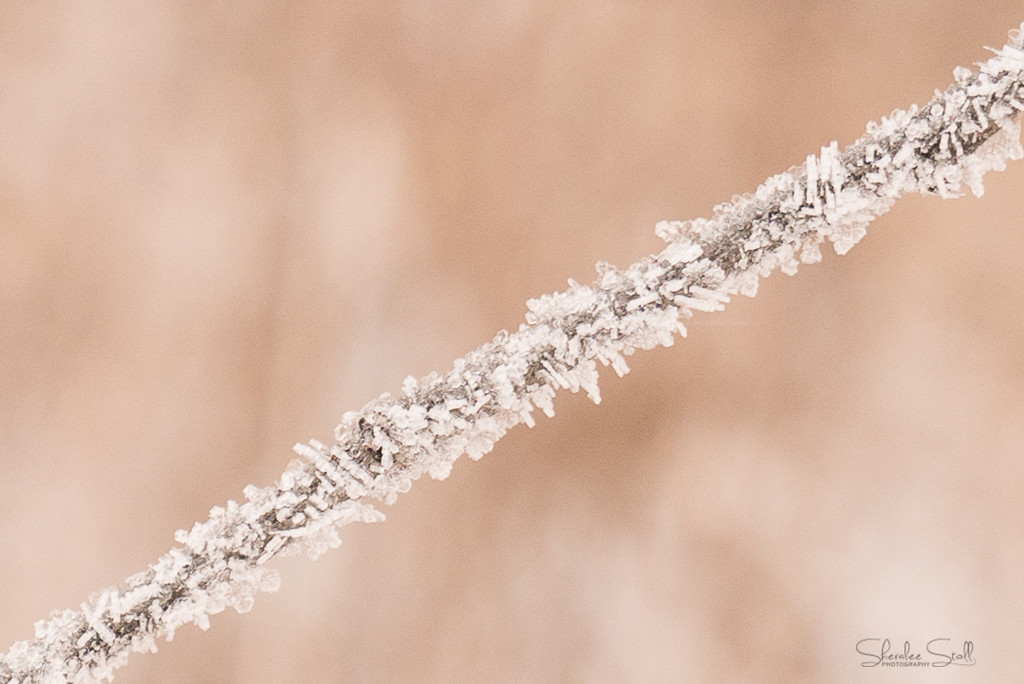 Frosty Branch by bella_ss