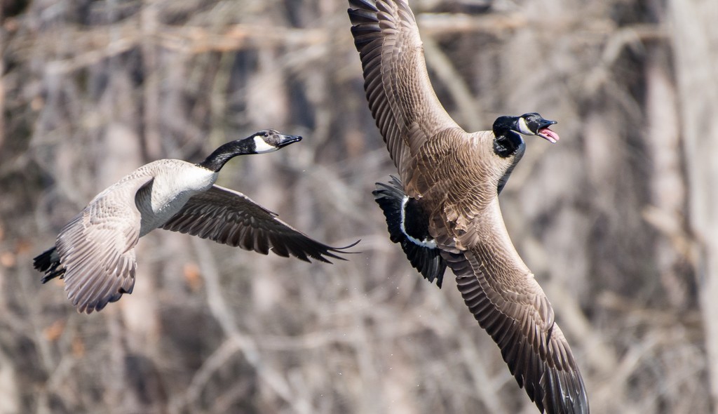 Canada Geese by dridsdale
