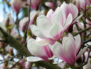 27th Mar 2018 - Magnolia Blooms Spring 2018