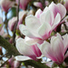 Magnolia Blooms Spring 2018 by seattlite
