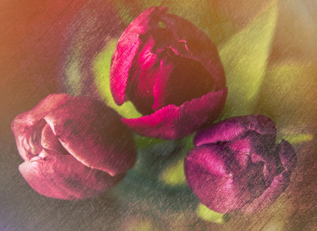 Vintage Tulips by 365karly1
