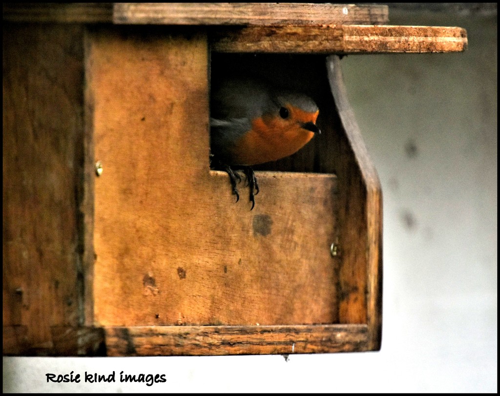 Look who's been exploring the new home made nest box by rosiekind