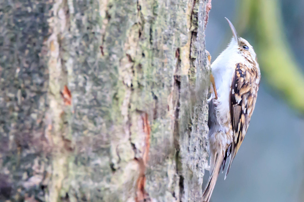 Tree Creeper on the move by padlock