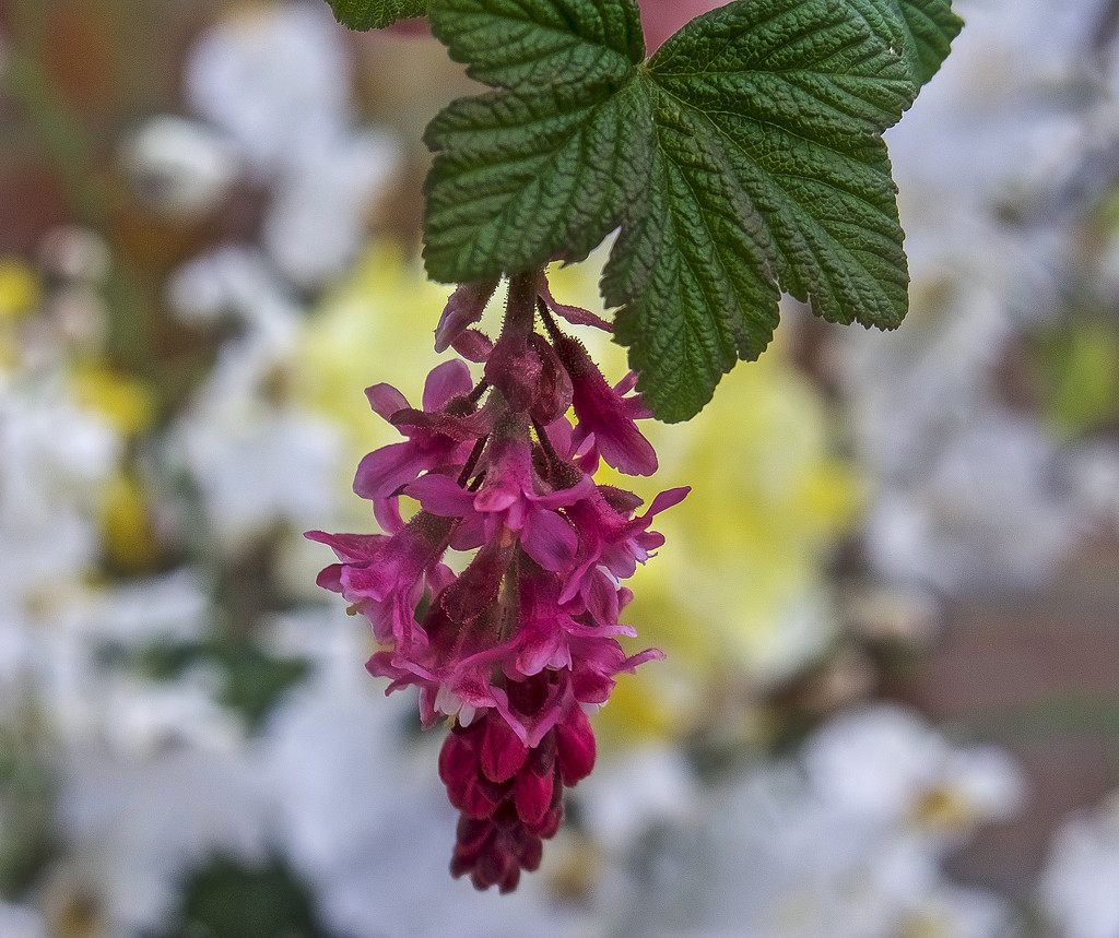 Flowering Currant by tonygig