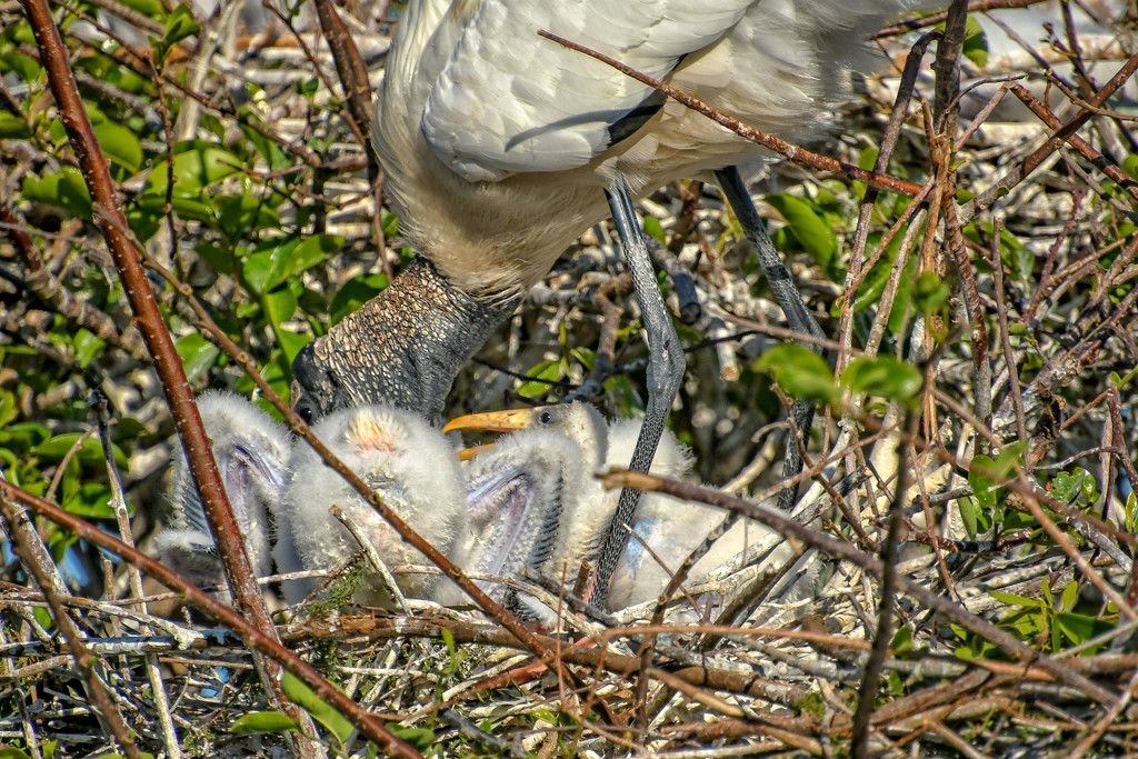 Baby Wood Storks by danette