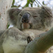 windblown by koalagardens