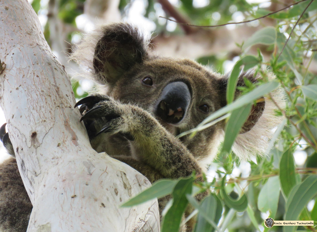 always watching by koalagardens