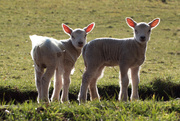 27th Mar 2018 - lambs