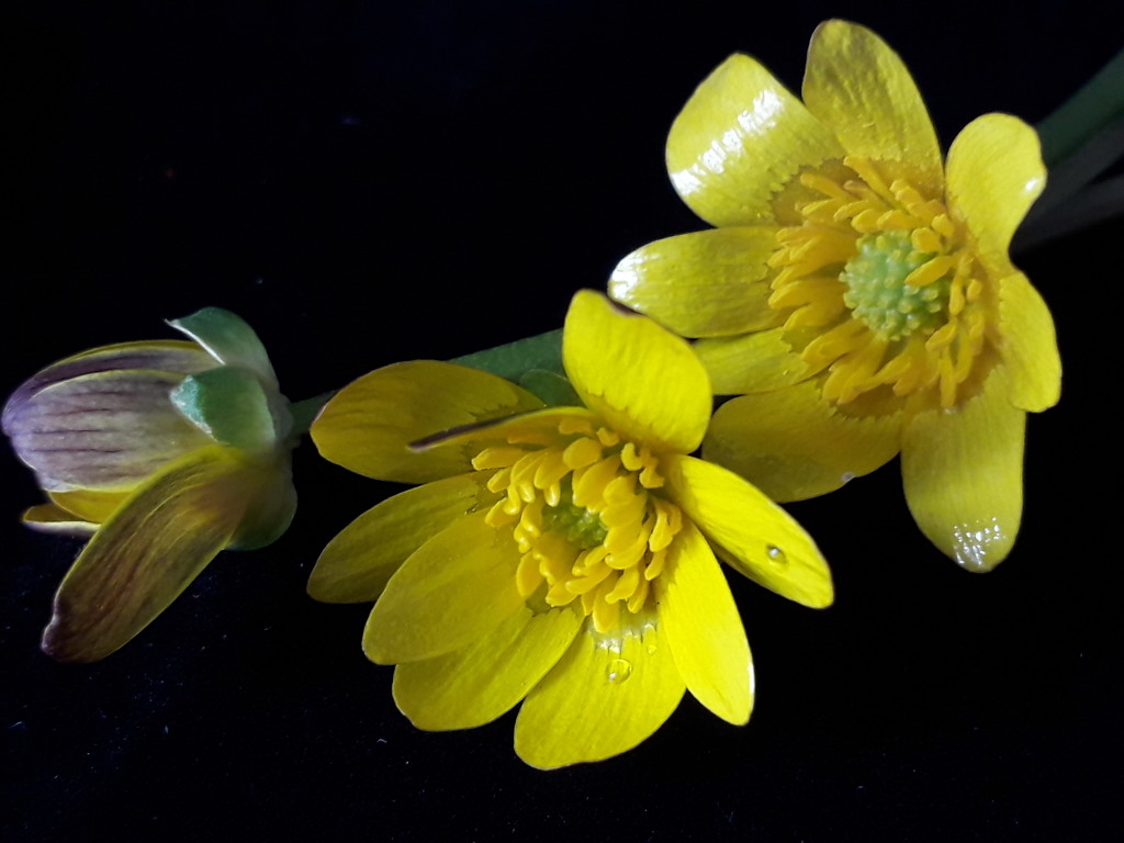 Celandines by fbailey