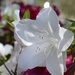 White azaleas by dmdfday