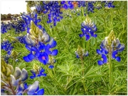 27th Mar 2018 - The beloved State of Texas Flower - Lupinus Texensis - the Bluebonnet!