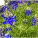 The beloved State of Texas Flower - Lupinus Texensis - the Bluebonnet! by louannwarren