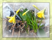 27th Mar 2018 - barrel daffodils