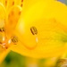 Pollen by yorkshirekiwi
