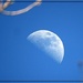 Half Moon in a Blue Sky by olivetreeann