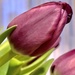 Tulip by dakotakid35