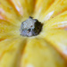 Yellow - Goblin Pumpkin by nicolecampbell