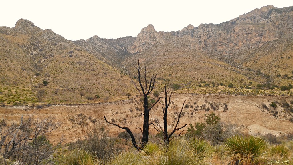 Guadalupe Mountains National Park by harbie