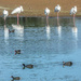 Birds sharing the dam ... by ludwigsdiana