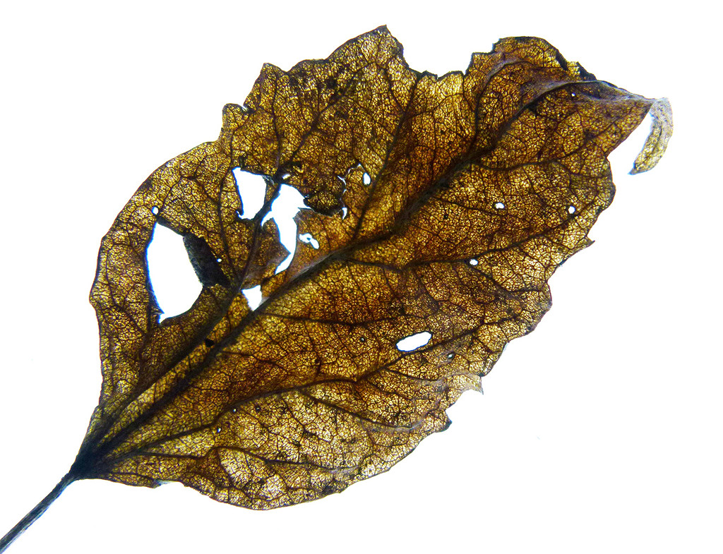 Backlit Leaf by onewing