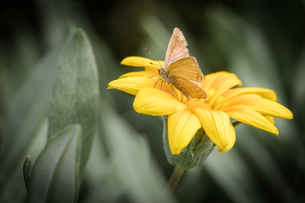 Little Brown Butterfly by jodies