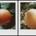 Oranges & Lemons by mattjcuk