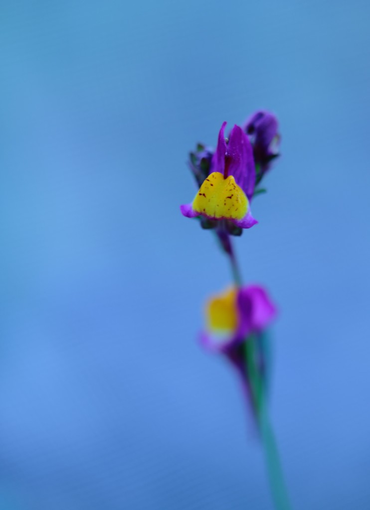 little linaria by blueberry1222