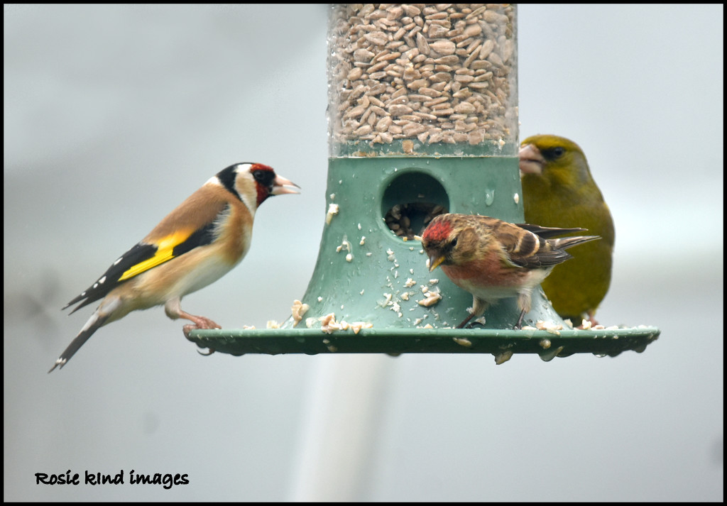 Three finches together by rosiekind