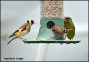 28th Mar 2018 - Three finches together