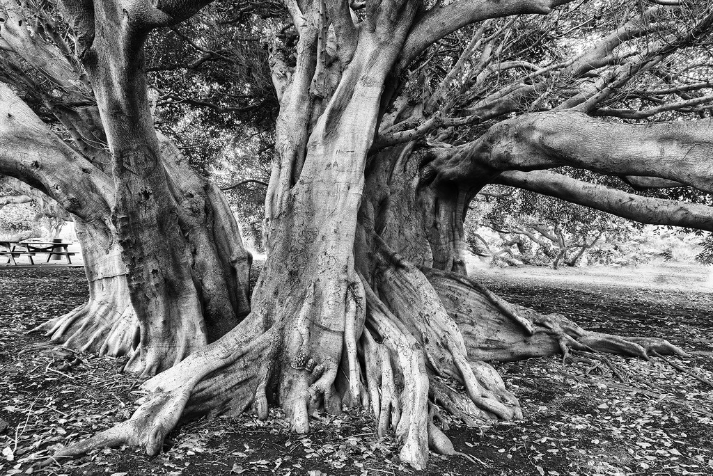 Banyan Tree for B and W   by jgpittenger
