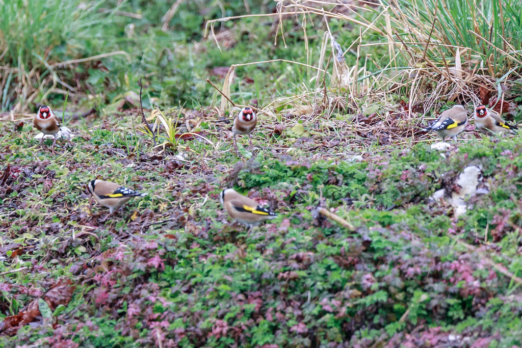  6 Goldfinches by padlock