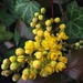Yellow mahonia March 28 by caterina