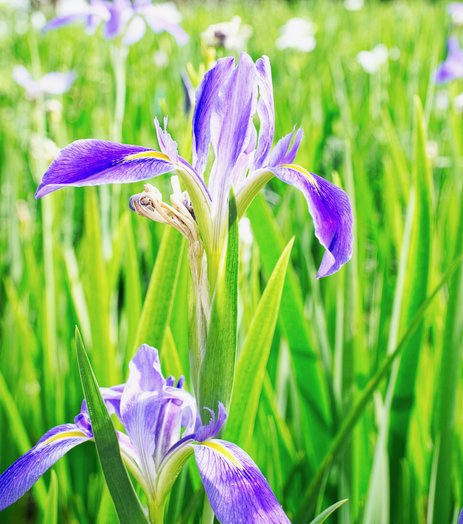 The irises have started to bloom by eudora