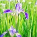 The irises have started to bloom by eudora