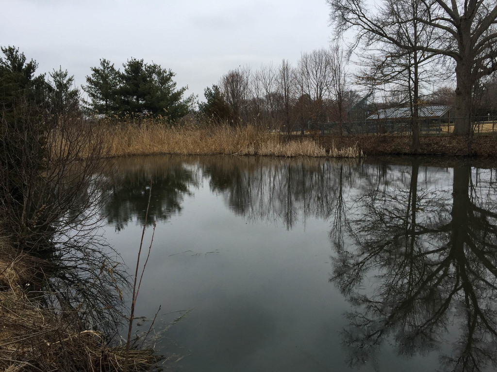 Cloudy day at the Pond by loweygrace