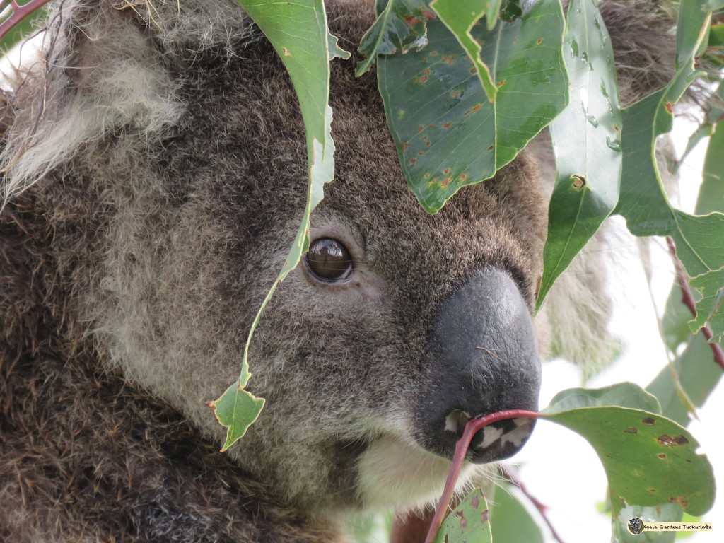 leafy veils by koalagardens